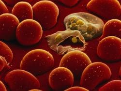 Malaria parasites-250x188.jpg