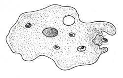 amoeba-250x158.jpg