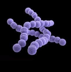 streptococcus-246x250.jpg
